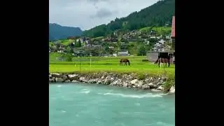 switzerland waterlake green grass horse eating #shorts ##relaxingsoothen #nature #water #insta
