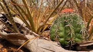 Cactos do Sert&atilde;o da Caatinga - Coroa de Frade. 