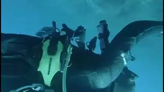 Port Cros barracudas 