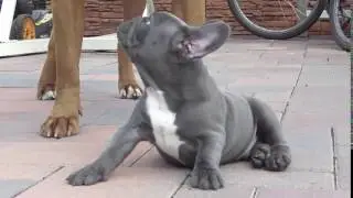 Diamond the blue French Bulldog