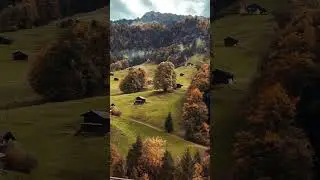 #forest #folkgreen #moodyforest #tree magic