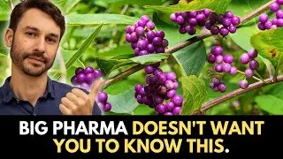 THIS Chinese herb is the #1 BEST for fixing fatty liver naturally
