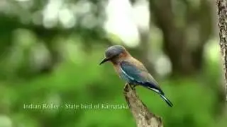 Bhimgad wildlife sanctuary in karnataka
