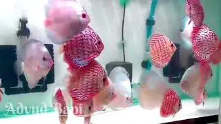 অসাধারণ কিছু ডিসকাস ফিস।। 🐠🐠🐠 Unique Discus Fish