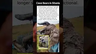 Cave Bears in Siberia #DidYouKnow #AmazingFacts #UnbelievableButTrue