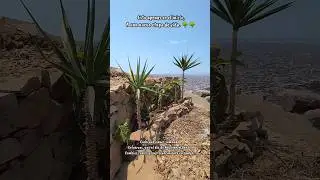 jornada 
