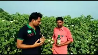 Imc growth booster result on cotton