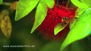Macro (Micro ) Photography on a Nikon 55mm F2.8 AI-s