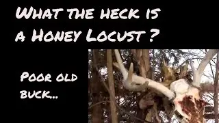 What the hell is a Honey Locust? and a poor old buck