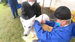 Svod mladých, Skazka Iz Beloy Brigady