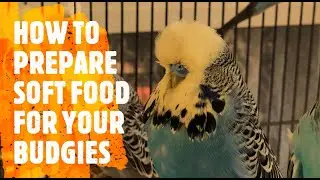 ENGLISH BUDGIES - how to prepare soft food