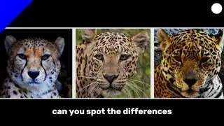 Cheetah, Leopard and Jaguar Differences 😲