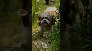 Hostie Pet friendly homestays & vacation homes #petfriendlyhotel #petfriendlyrentals #petfriendly