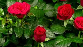 Red Rose Pictures | NaturalRose Flowers | Beautiful Flowers