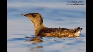 HabiChats - Land & Sea Connections in Coastal Conservation