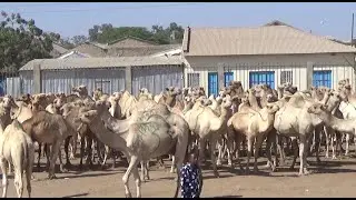 Geela Saylada Xoolaha M Hargeysa Iyo Quruxdiisa Wacan -Heesta Amaanta Geela Markuu Dararan Yahay