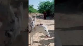 Donkey breeding in the desert part 02 #babydonkey #animals #animallife #funnyanimal #goat #funnydonk