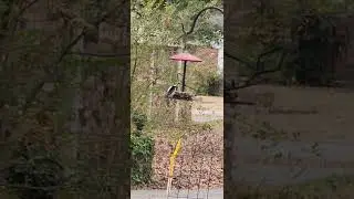 Downy Woodpeckers are the smallest and most common woodpeckers in North America.