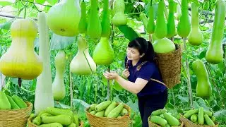 Harvest Bottle Gourd, Goes To Market Sell - Harvesting and Cooking | Daily Life