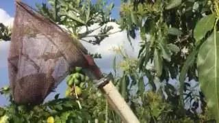 Avocado fruit picker