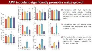 iMetaOmics | Ative of Rhizophagus irregularis inoculants on maize endophytic bacteria community