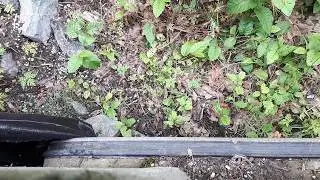 2018 Toadlet Migration: Toadlets Use the Toad Tunnel!