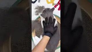 Clean your cat's floating fur weekly! 🐱✨Try this purr-fect grooming glove!