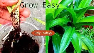 How To Grow Pandan Plant From Cutting | | Pandanus Growing | Pandanus Amaryllifolius | Fancy Sudins