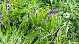 Hyacinthoides non scripta bracteate form