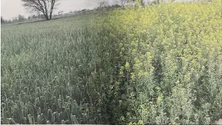 Dihat main Sarso or Wheat (Gandum) (Gehu) ka khet ka visit
