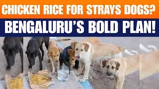 Stray Dog Menace vs Feeding Scheme: Will Bengaluru&rsquo;s Chicken-Rice Plan Work? | Unmissable | News9