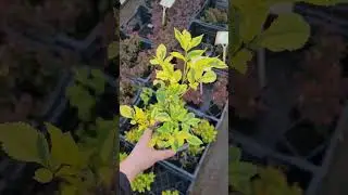 Саженцы бузины черной. Купить сорта с пестрой листвой - Вариегата и Мадонна. #сад #огород #бузина