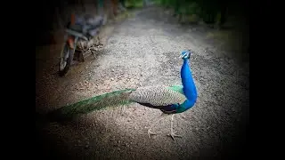 🦚peacock photo editing 🦚
