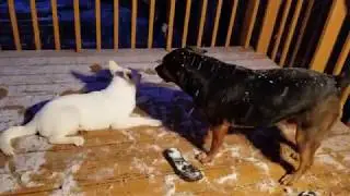 Puppy Playtime - Quartz's First Snow!