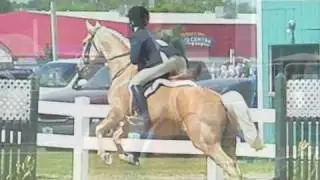 Eq. Pony for sale: Fancy lancy pants