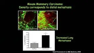 Patricia Keely (Speaker 8): Joint Conference: Acupuncture, Oncology & Fascia