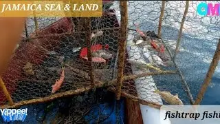 fish trap fishing in jamaica (EPisode 4) 🐠