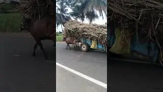 Bullock cart power 💪