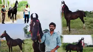 Alam Raj ghode ki दो ब्यूटीफुल filly || best horse in Udaipur || SN horse farm