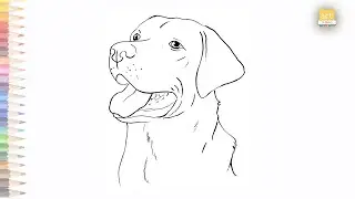 Black Lab dog face drawing easy | How to draw Black Labrador dog face