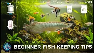 Fish Keeping Beginners Guide Sinhala   Part 01