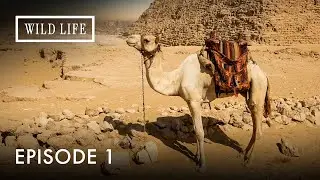 Egypt: Life Beyond the Desert | Destination Wild: Desert Lands Of The Middle East | Episode 1