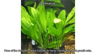 Amazon Sword Review: Is This the Best Live Aquarium Plant for Your Tank? 🌿🐠
