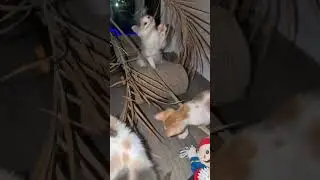 @stinamull: my foster kittens playing in a tree #cat  #catlover #kitty