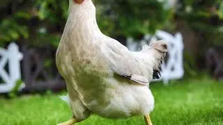 Tainted Love but all the claps are replaced with a rubber chicken