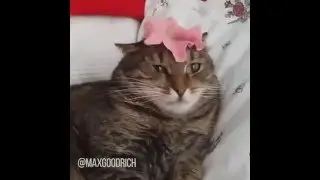 The Great Cat Prophecy