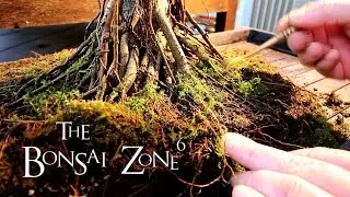 Detail work to my Ficus microcarpa Bonsai, Part 4, The Bonsai Zone, Feb 2019