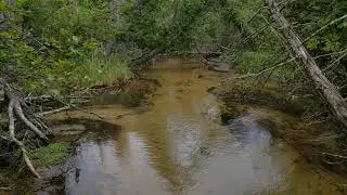A Northern Michigan Creek