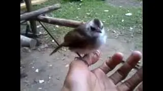 kicauan cucak rowo (beurijuek pade) Pycnonotus zeylanicus