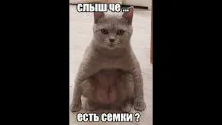 Скоро котятки поедут к себе домой  (#британские #кошки #happy #cats)